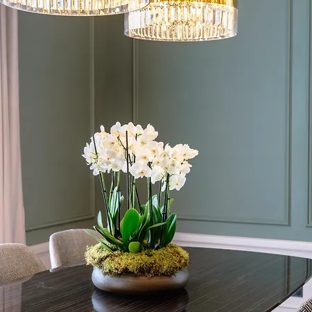 Maison Albar - Amoure - The Leading Of The World Braga