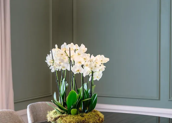 Maison Albar - Amoure - The Leading Of The World Braga